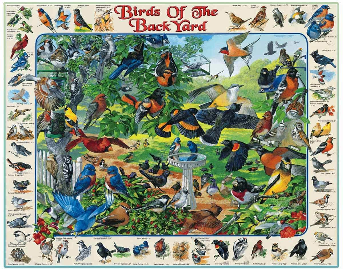 Birds of the Backyard 1000pc