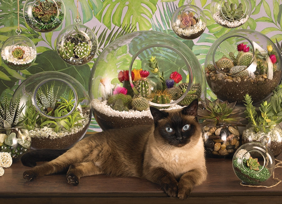 Terrarium Cat 1000pc