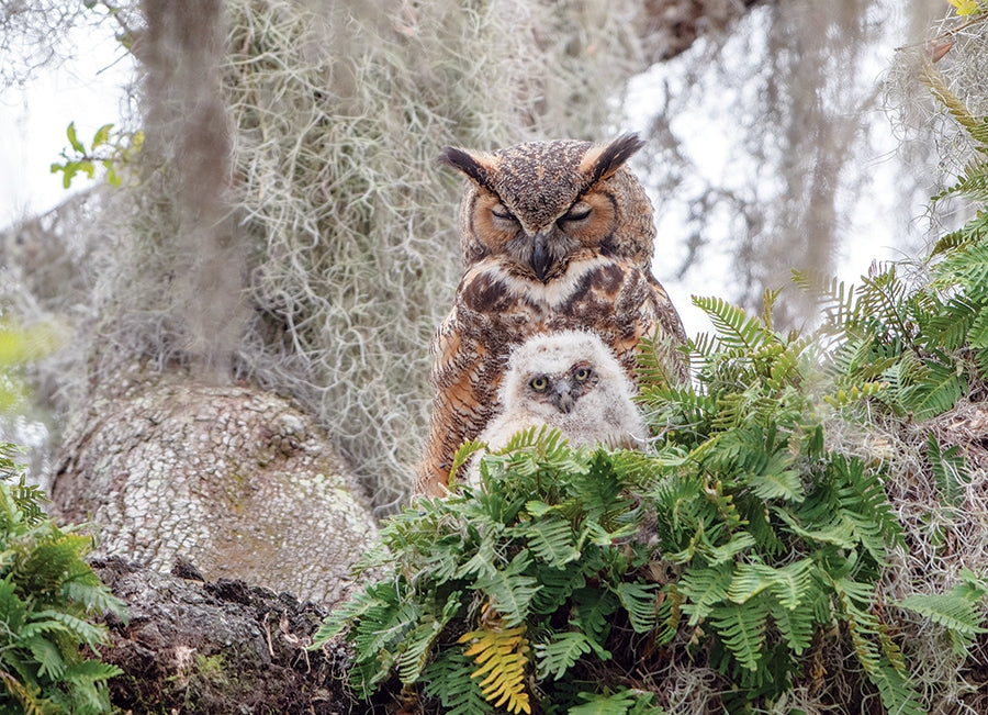 Great Horned Owl 1000pc