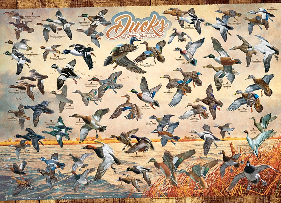 Ducks of North America 1000pc