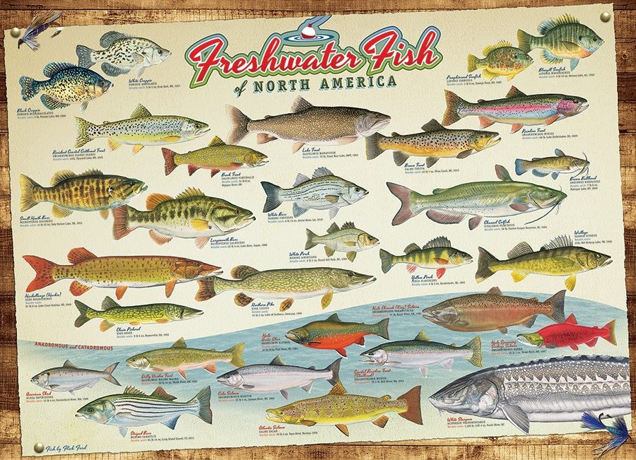 Fresh Water Fish of North America 1000pc