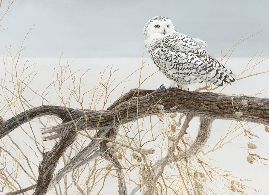 Fallen Willow - Snowy Owl 500pc