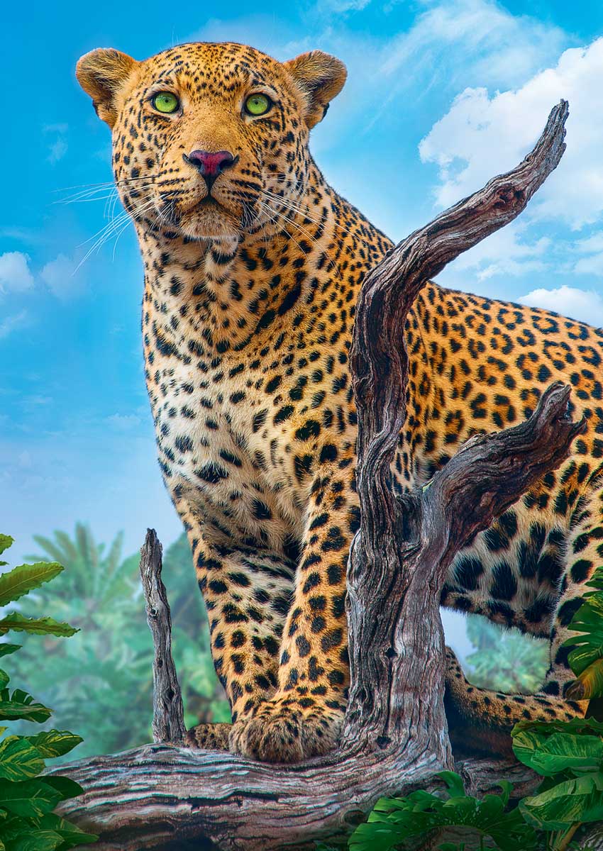 Wild Leopard 500pc