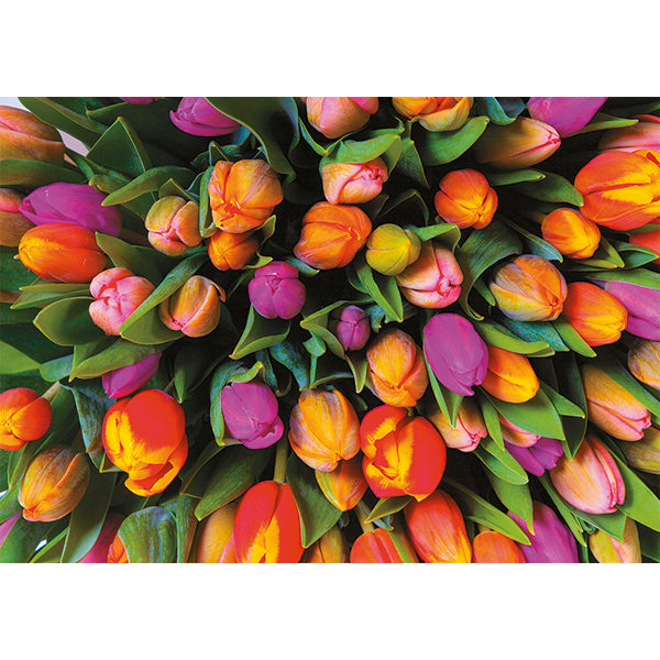 Tulips 1000pc