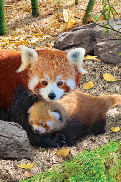 Red Pandas 250pc