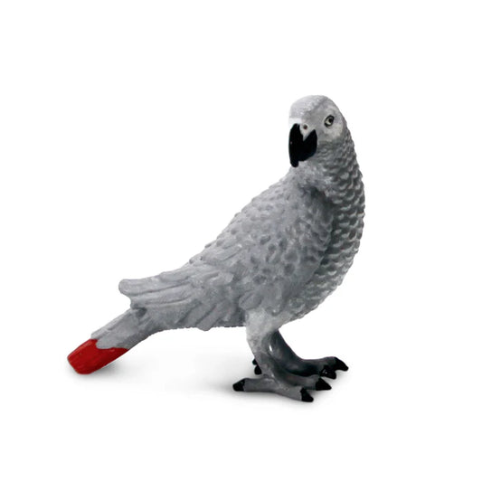 African Gray Parrot