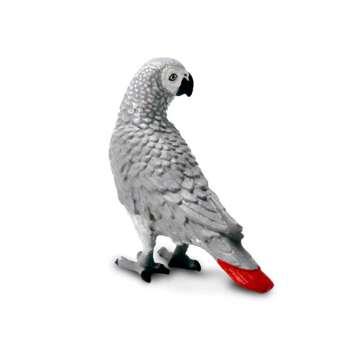 African Gray Parrot