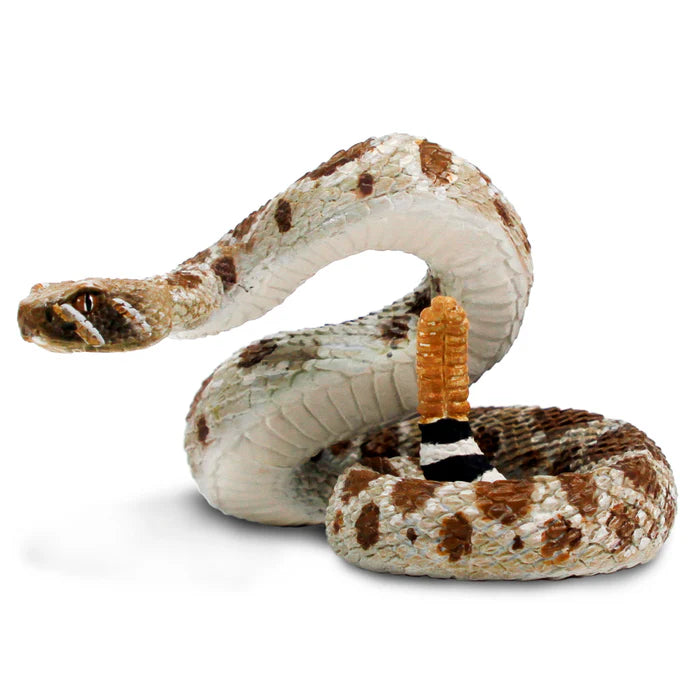 Western Diamond Back Rattlesnake