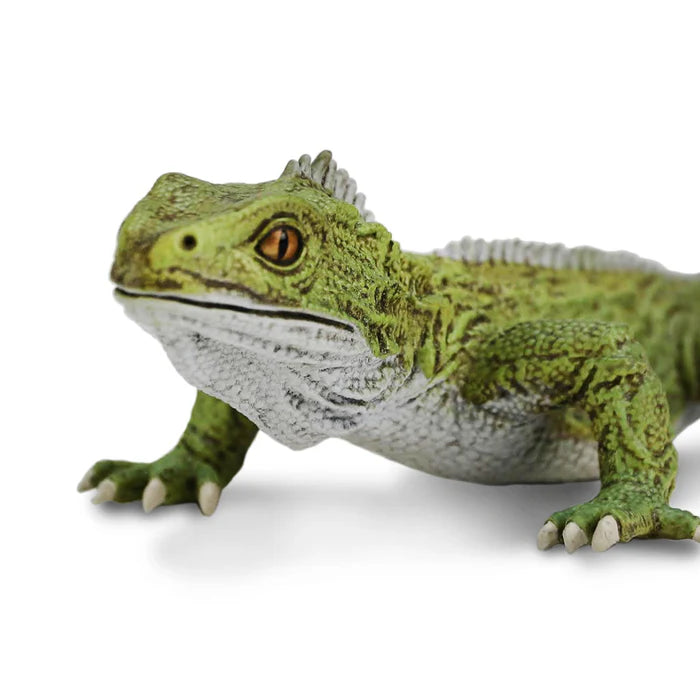 Tuatara