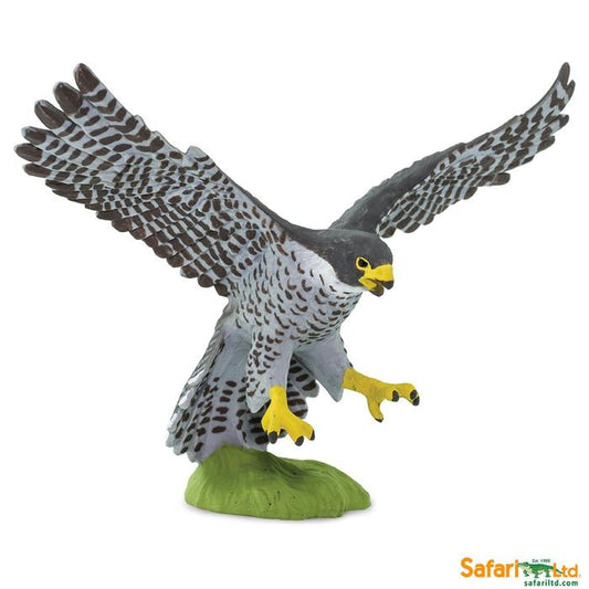 Peregrine Falcon