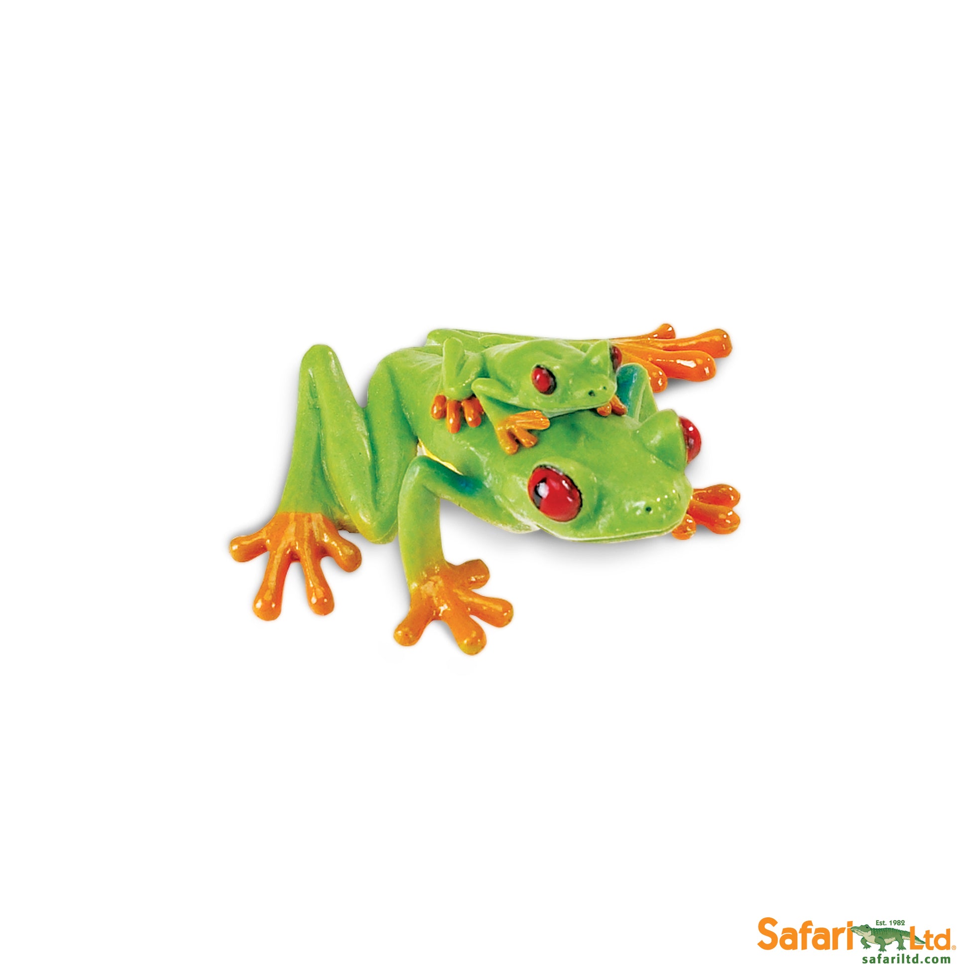 Red Eyed Tree Frog