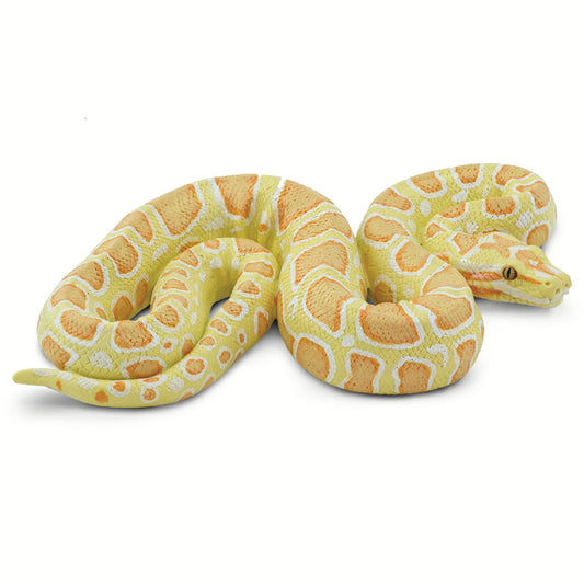 Albino Burmese Python