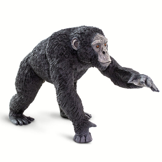 Chimpanzee