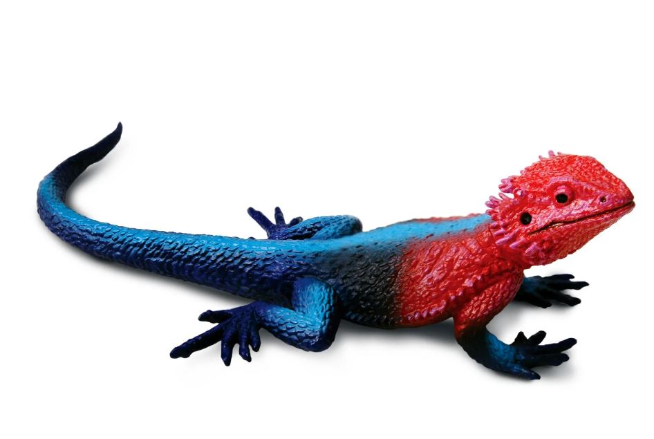 Mwanza Flat Headed Rock Agama