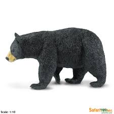 Black Bear