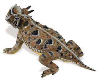 HORNED LIZARD