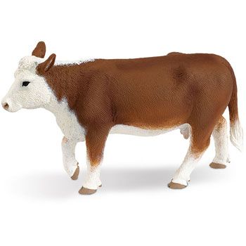 HEREFORD COW