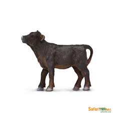 Angus Calf