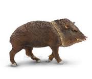 Peccary