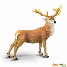 Red Deer Stag