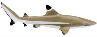 BLACKTIP REEF SHARK