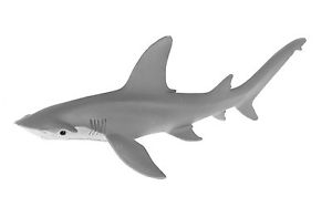 Bonnethead Shark