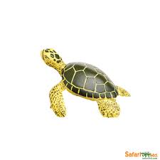 Green Sea Turtle