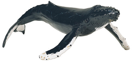 Humpback Whale