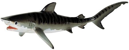 Tiger Shark