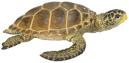 LOGGERHEAD TURTLE