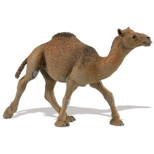 DROMEDARY CAMEL