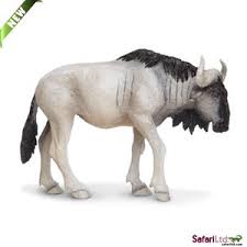 Blue Wildebeest