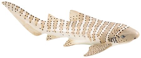 ZEBRA SHARK