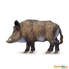 Boar