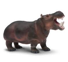 Hippopotamus