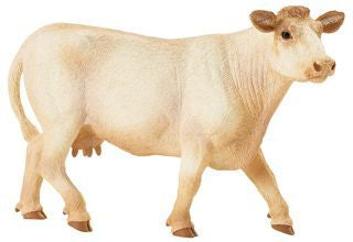 CHAROLAIS COW