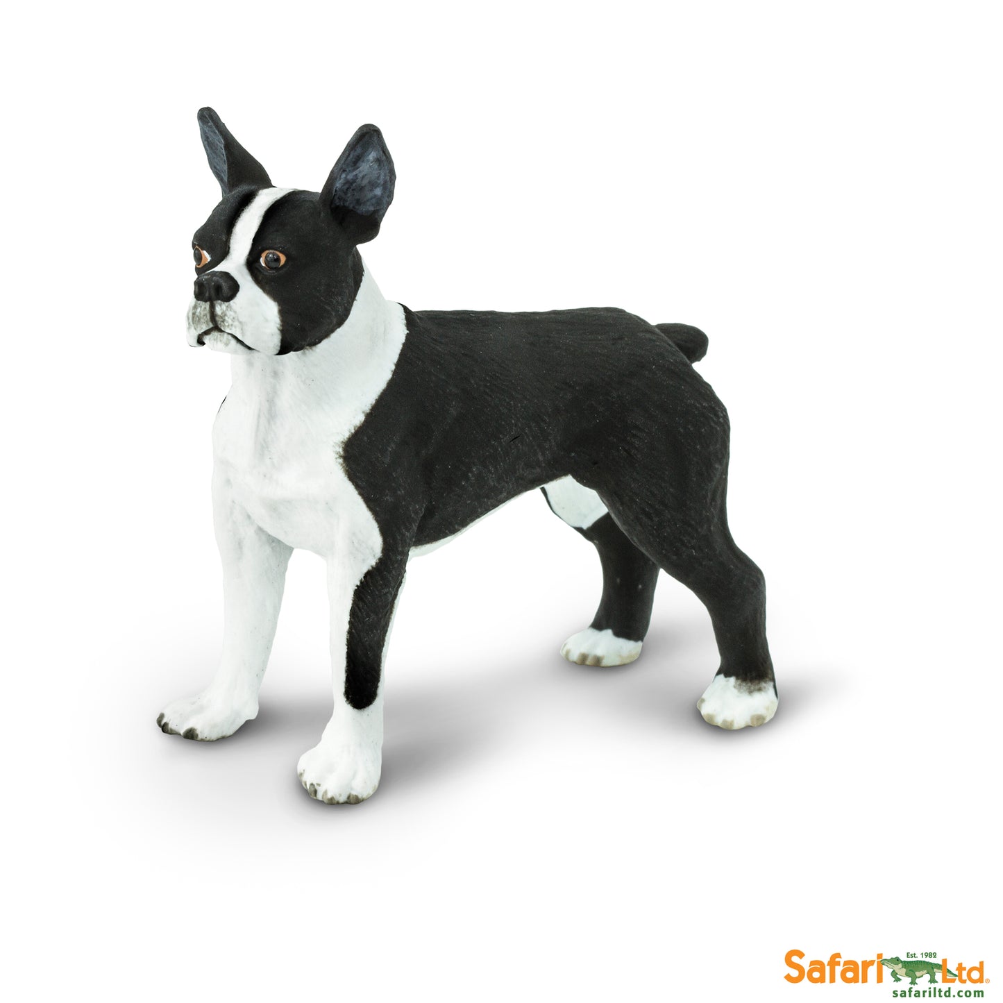 Boston Terrier