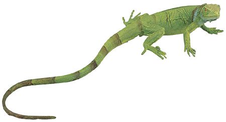 GREEN IGUANA BABY