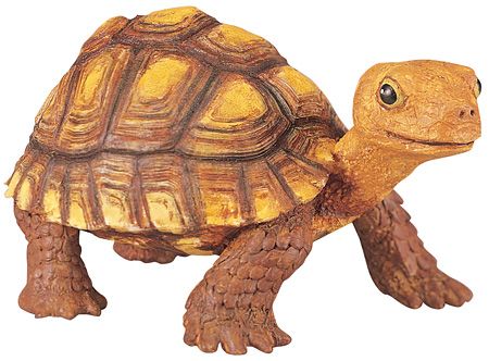 Tortoise