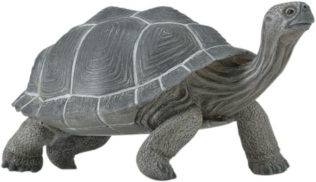 TORTOISE