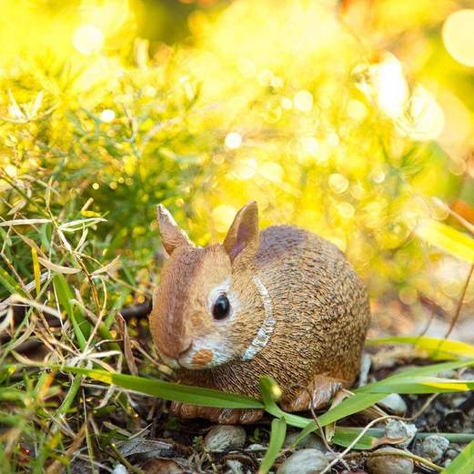 Eastern Cottontail Rabbit Baby