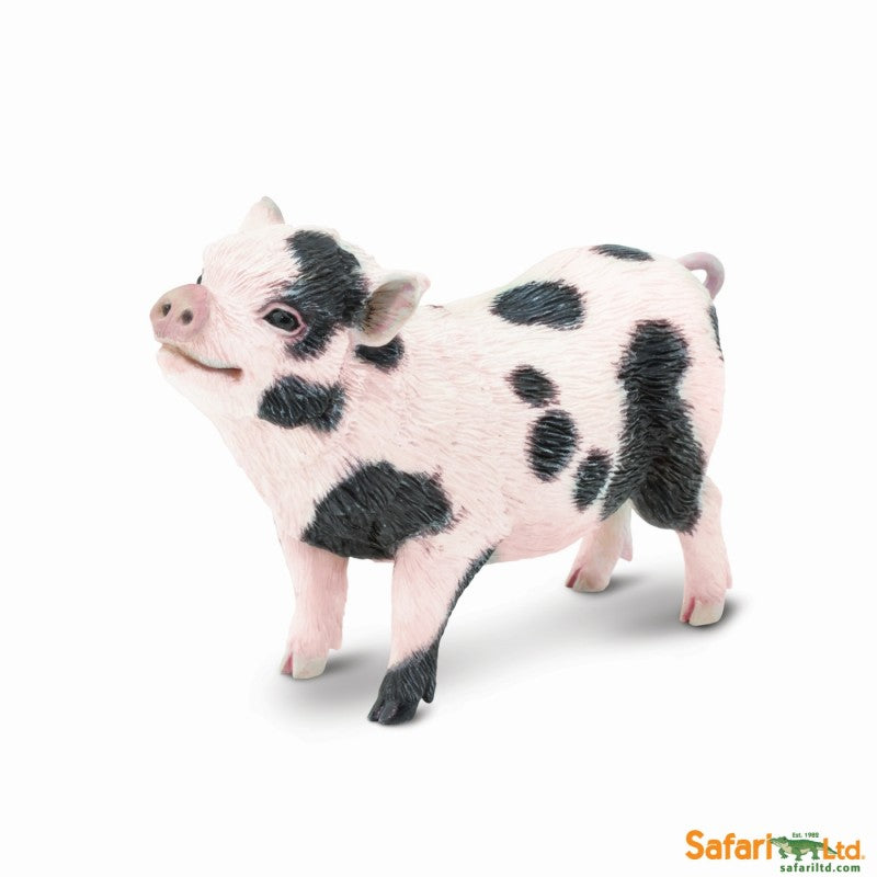 Pot-Bellied Pig