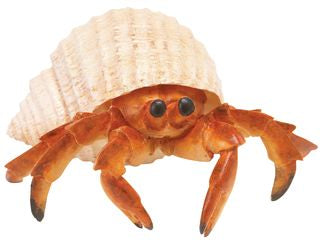 HERMIT CRAB