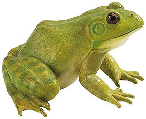 BULLFROG