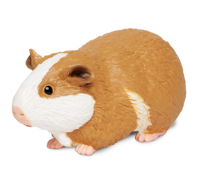 Guinea Pig