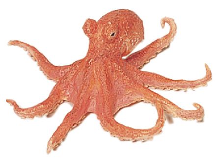 OCTOPUS