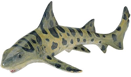 LEOPARD SHARK