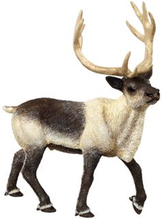 REINDEER