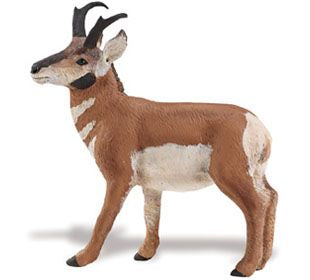 PRONGHORN BUCK