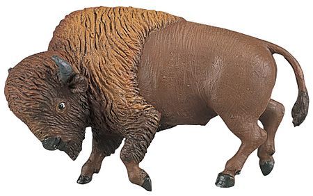 Bison